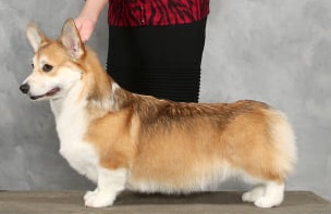 Image Broken