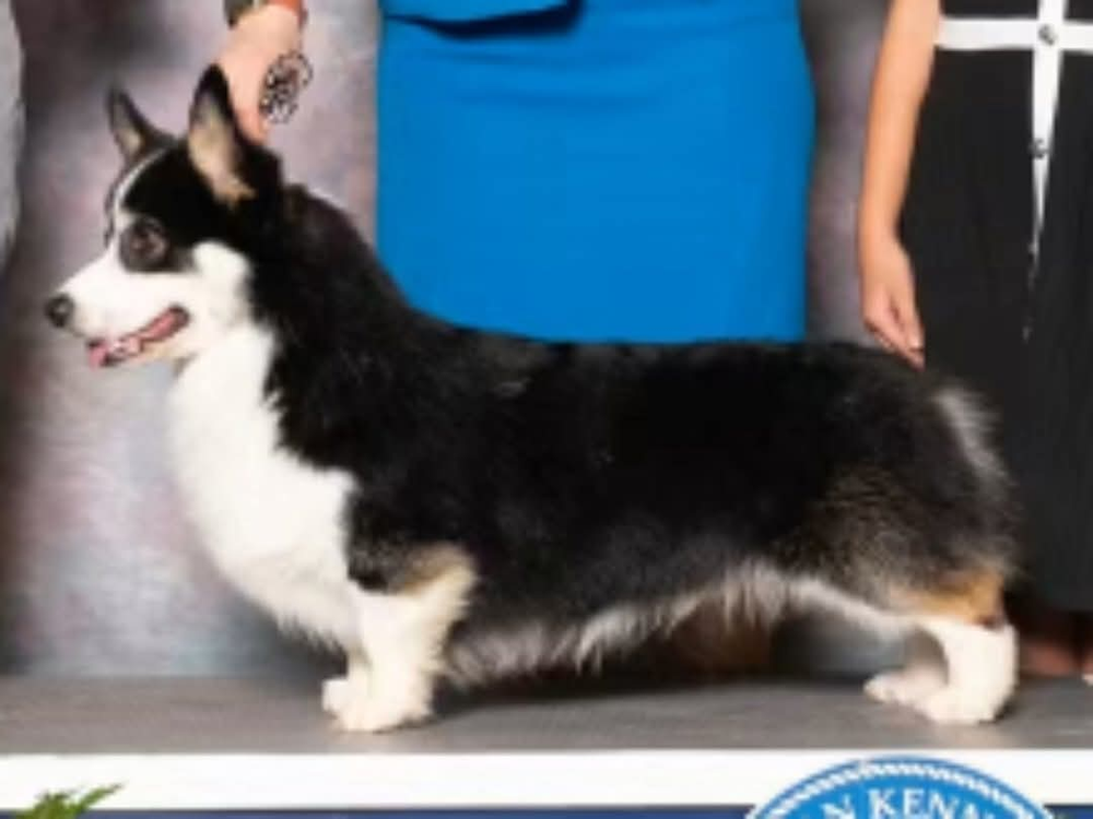 Image Broken