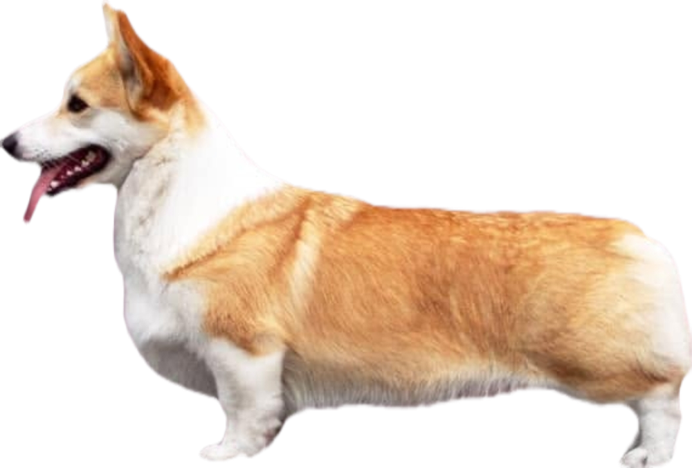 Image Broken