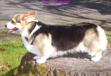 Image Broken