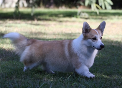 Aberlee Angels N Halos