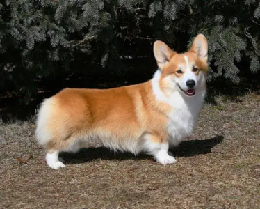 Image Broken