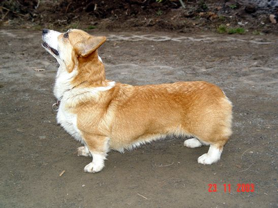 Image Broken
