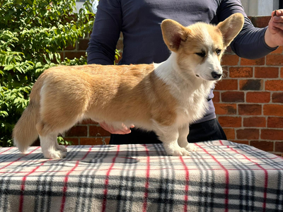 Accio Feuerblitz vom Weinbergschlösschen