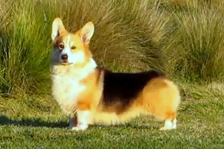 Image Broken
