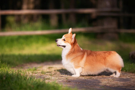 Akswell Love Me Tender