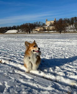 Albus Dumbledore vom Weinbergschlösschen