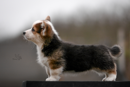 Aldabra Atoll of Treowecorgi