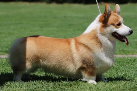 Image Broken