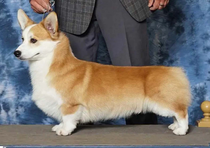 Image Broken