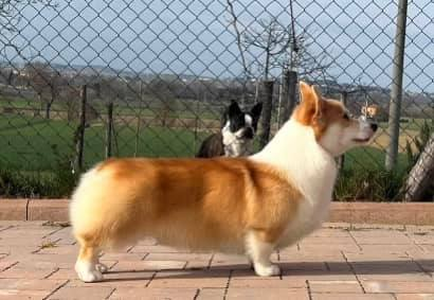 Image Broken