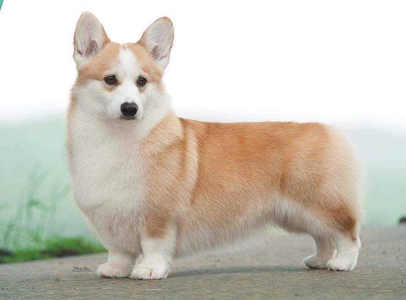 Image Broken