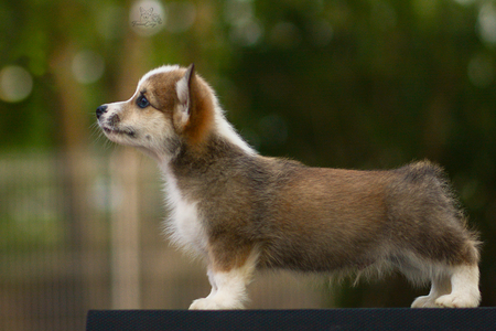 Ales Stenar of Treowecorgi