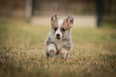 Ales Stenar of Treowecorgi