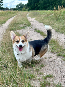 Alohomora vom Weinbergschlösschen