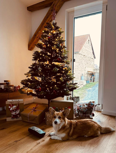 Alraune vom Weinbergschlösschen