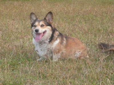 Amanda Lee Prima Corgi