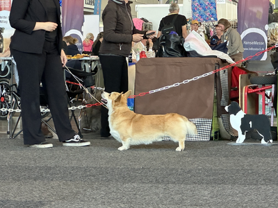 Amazing Paw’s Jon Bon Jovi’s Junior
