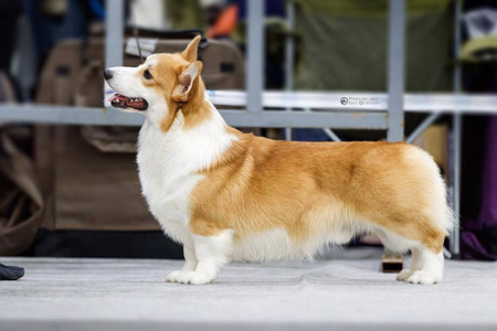 Amberynlea Crackerjack