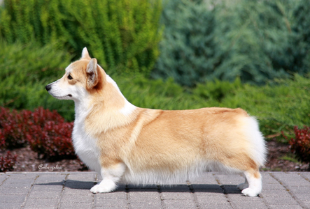 Amberynlea Heart's Delight