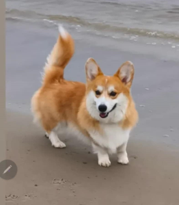 Amberynlea Yorkshire Sunblaze