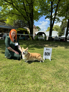 Amilable Snout Across The Dessert