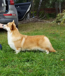 Andvol Cherchez La Famme