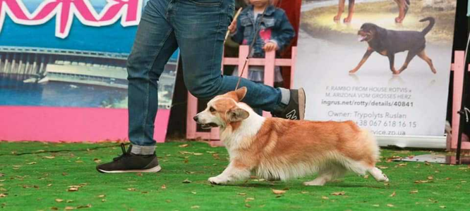 Andvol Cherry Blossom