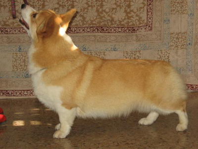 Anwyl Takes Tutu Tango