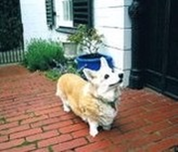 Image Broken