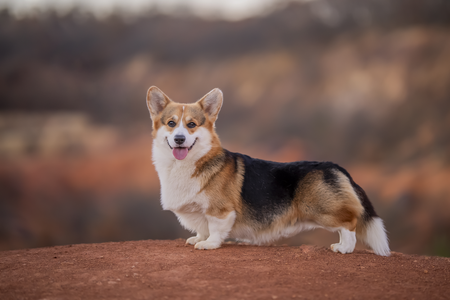 Arcobaleno Warrior Be Fancy