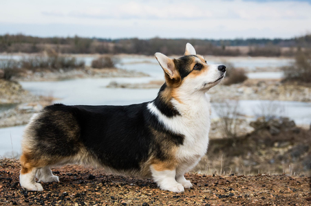 Art Feliсity Wild Cherry