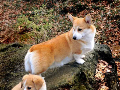 Image Broken