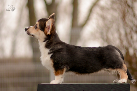 Astrid the Fair of Treowecorgi