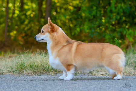 Autumn in New York at Treowecorgi