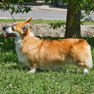 Axandrian Hof Sudzimiya
