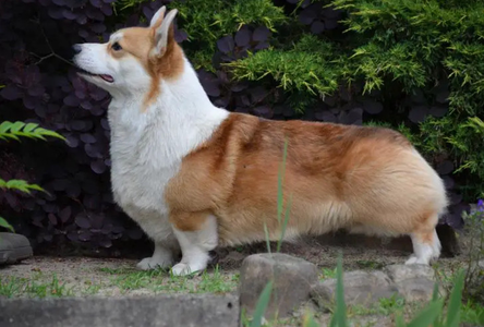 BLISSFUL WINNER SPIRIT FOREVER EMBRACED