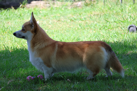 BUNYAVIEW HELLO KITTY