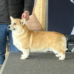 Barksville Flavour Of The Day