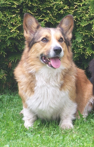 Baša King Pet