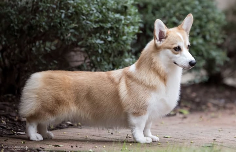 Beaumanor Creme de la Creme