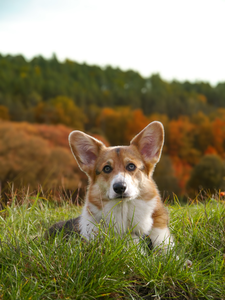 Before Dawn Of Treowecorgi (nbt)