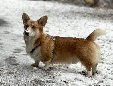 Before Dusk Of Treowecorgi (nbt)