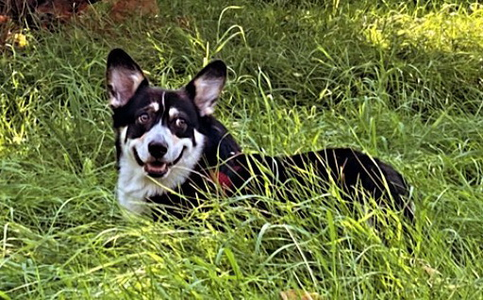 Before Midnight Of Treowecorgi