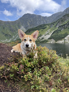Before You Go Of Treowecorgi