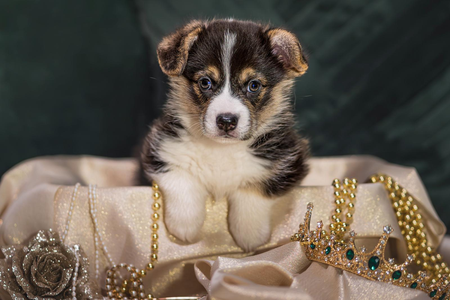 Beloved Snowwhite vom Weinbergschlösschen