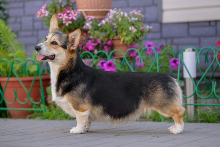 Bernstein Hund Zippi Odna Na Million