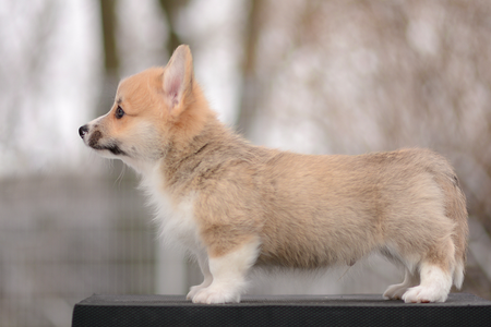 Björn Ironside of Treowecorgi
