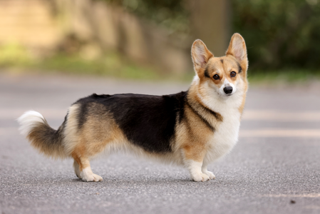 Black Alia Spice Pems