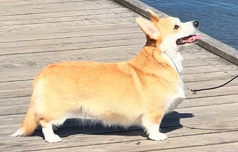 Image Broken